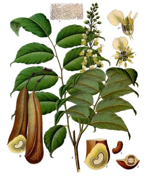  Balsam of peru plant By Franz Eugen Köhler, Köhler's Medizinal-Pflanzen 