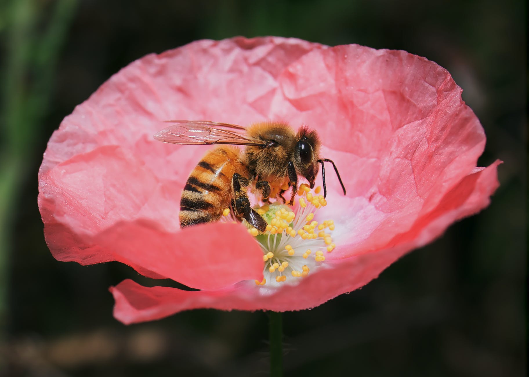 close up photo of bumblebee on flower